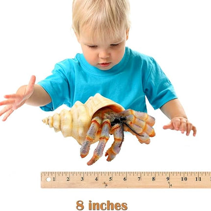 Gemini&Genius Sea Animal Hermit Crab Action Figure Toy for Kids, Soft Rubber Realistic Ocean Crab Educational and Role Play Toys for Kids and Collectors, Great Swimming and Bath Toys (Hermit Crab)