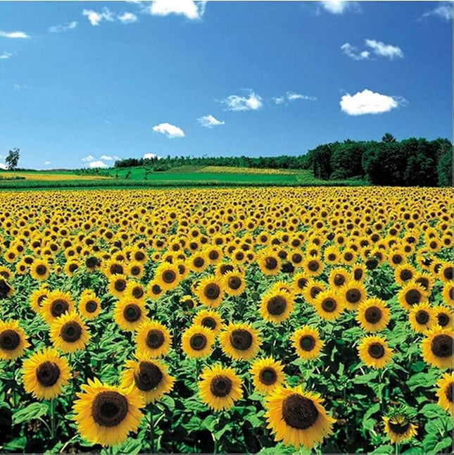CHAMBERART 500 Piece Premium Jigsaw Puzzle A Sunflower Field A-5091