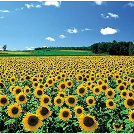 CHAMBERART 1000 Piece Premium Jigsaw Puzzle A Sunflower Field A-1095