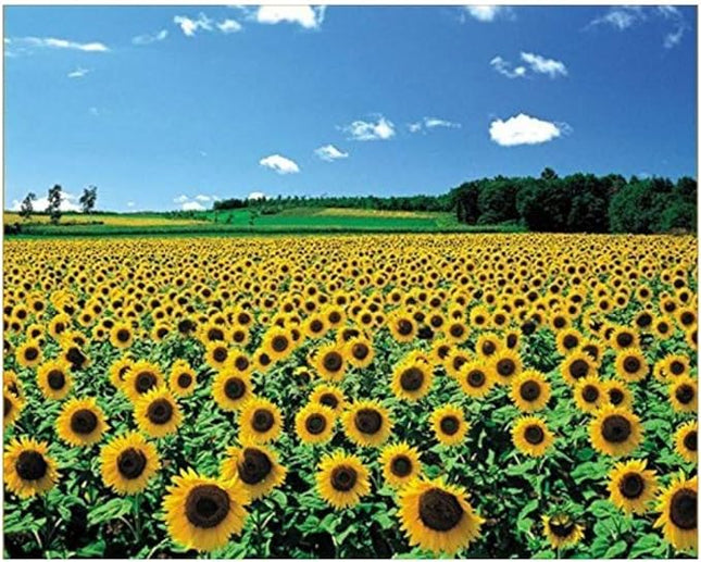 CHAMBERART 1000 Piece Premium Jigsaw Puzzle A Sunflower Field A-1095