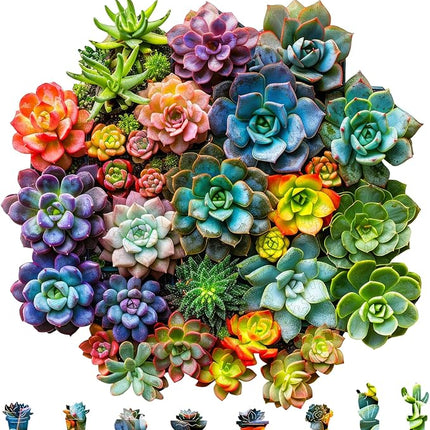 Mys Aurora Succulent Wooden Puzzles for Adults, 200 Piece Unique Shaped Wood Jigsaw Puzzles for Adults and Kids, Fun Challenging Puzzles Family Game Gift, Medium 11.2'' x 11'