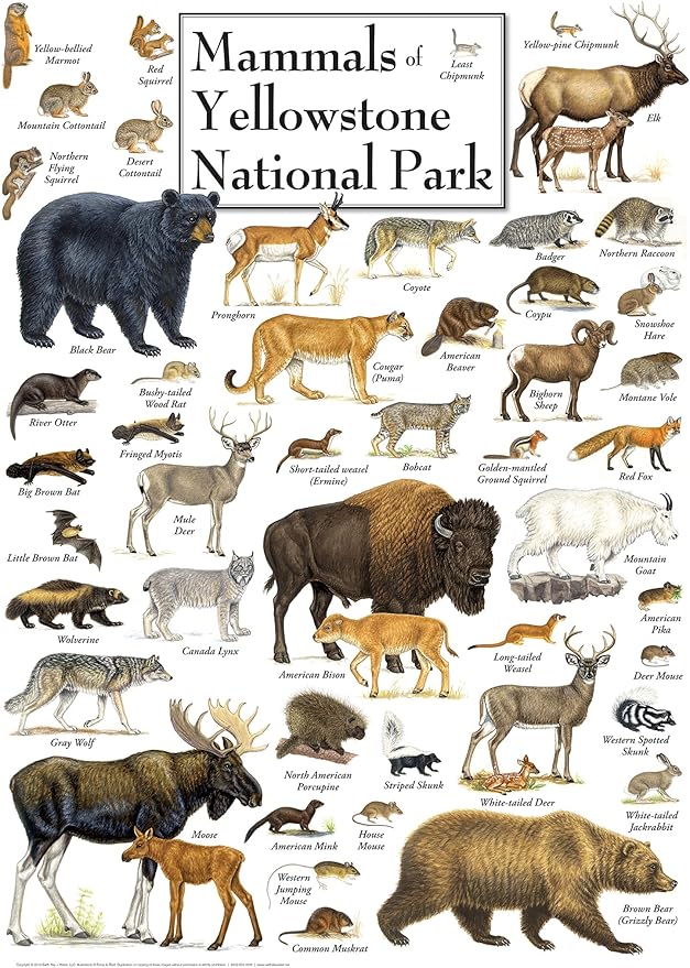 MasterPieces 1000 Piece Jigsaw Puzzle for Adults, Family, Or Youth - Mammals of Yellowstone National Park - 19.25" x26.75