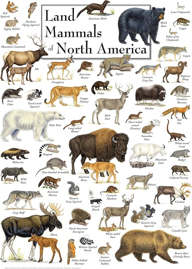 MasterPieces 1000 Piece Jigsaw Puzzle for Adults, Family, Or Youth - Land Mammals of North America - 19.25"x26.75"