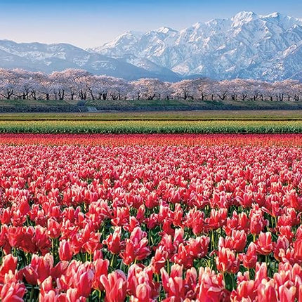CHAMBERART 1000 Piece Premium Jigsaw Puzzle Tulip Fields A-1159
