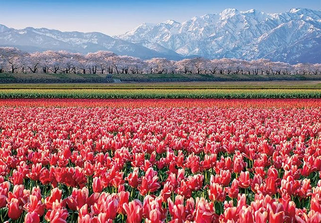 CHAMBERART 500 Piece Premium Jigsaw Puzzle Tulip Fields A-5155