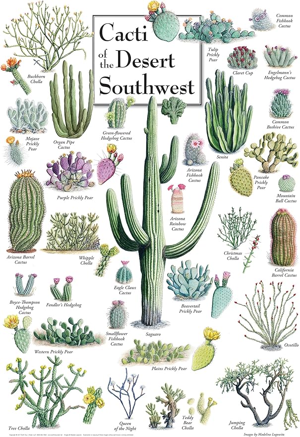 MasterPieces 1000 Piece Jigsaw Puzzle for Adults, Family, Or Youth - Cacti of The Desert Southwest - 19.25"x26.75"
