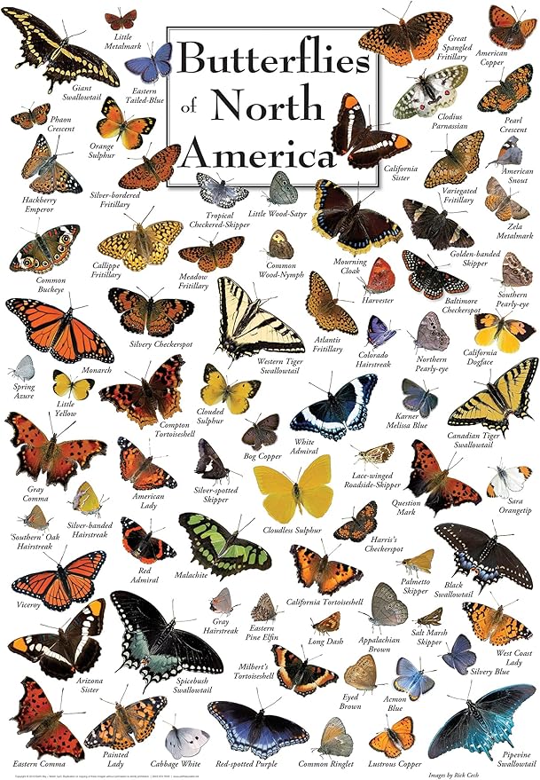 MasterPieces 1000 Piece Jigsaw Puzzle for Adults, Family, Or Youth - Butterflies of North America - 19.25"x26.75"